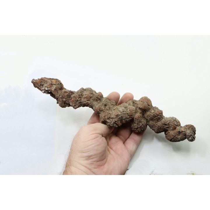 COPROLITHE DE REPTILE - cénozoïque - région de Betsiboka, province de Majunga - Madagascar