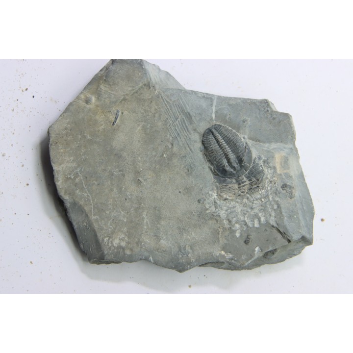 ELRATHIA KINGI - Wheeler fmt - M. cambrian - Wheeler ,Utah ,USA