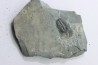 ELRATHIA KINGI - Wheeler fmt - M. cambrian - Wheeler ,Utah ,USA