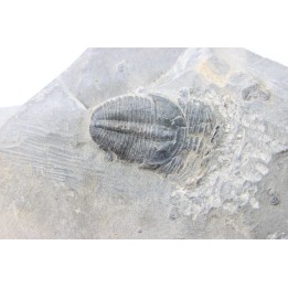 ELRATHIA KINGI - Wheeler fmt - M. cambrian - Wheeler ,Utah ,USA