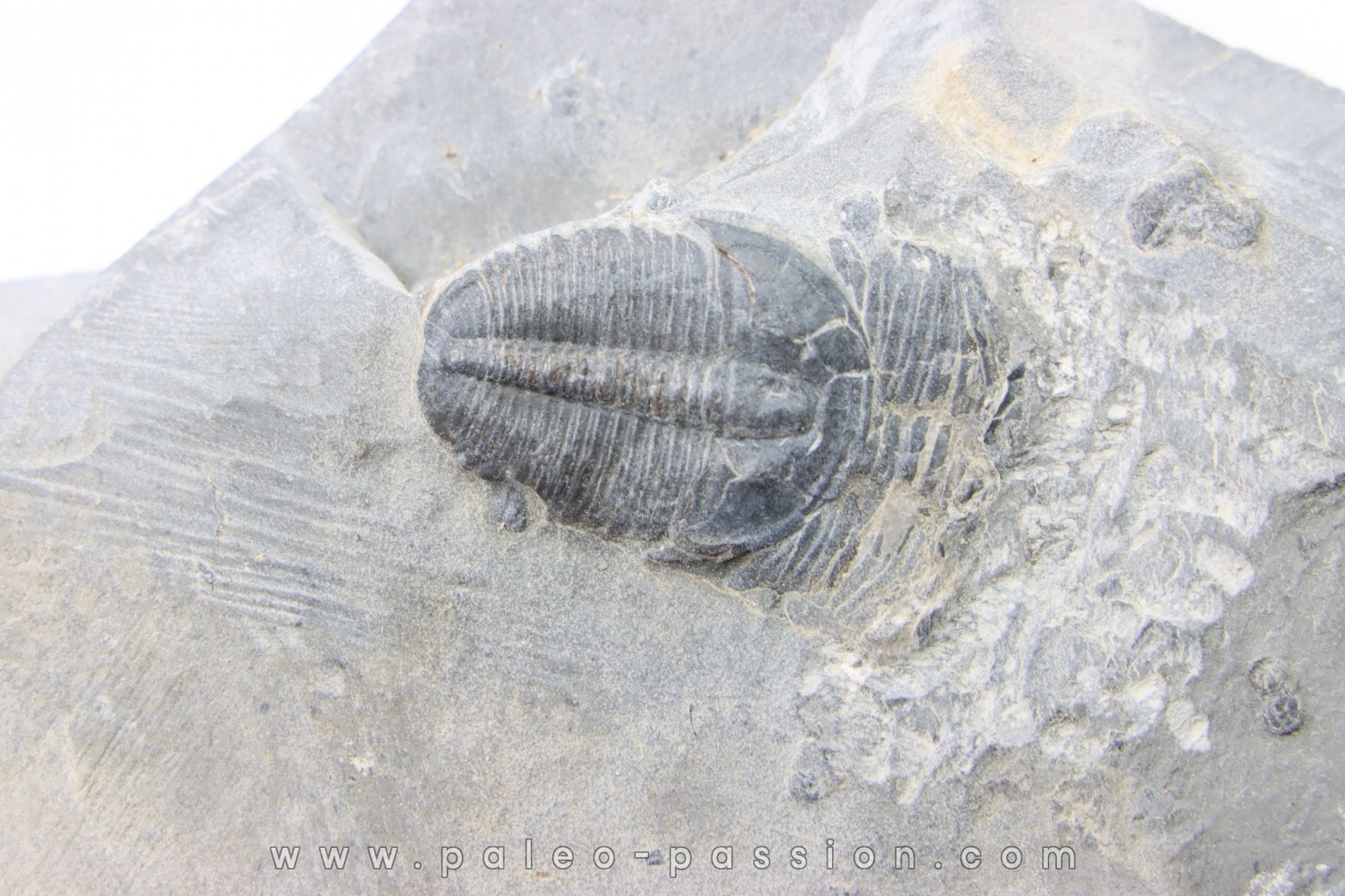 ELRATHIA KINGI - Wheeler fmt - M. cambrian - Wheeler ,Utah ,USA