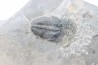 ELRATHIA KINGI - Wheeler fmt - M. cambrian - Wheeler ,Utah ,USA