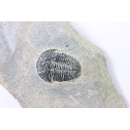 ELRATHIA KINGI - Wheeler fmt - M. cambrian - Wheeler ,Utah ,USA