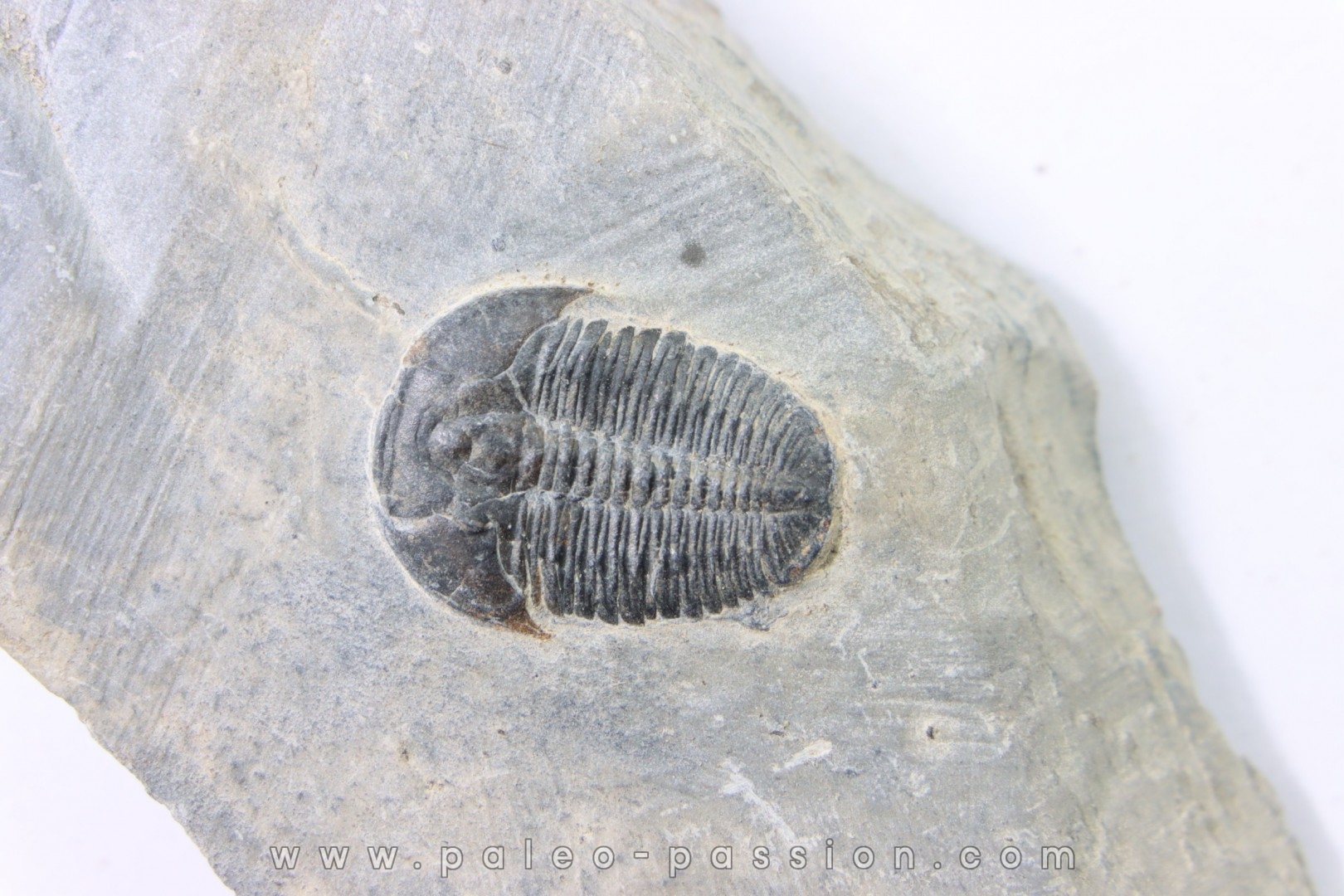 ELRATHIA KINGI - Wheeler fmt - M. cambrian - Wheeler ,Utah ,USA