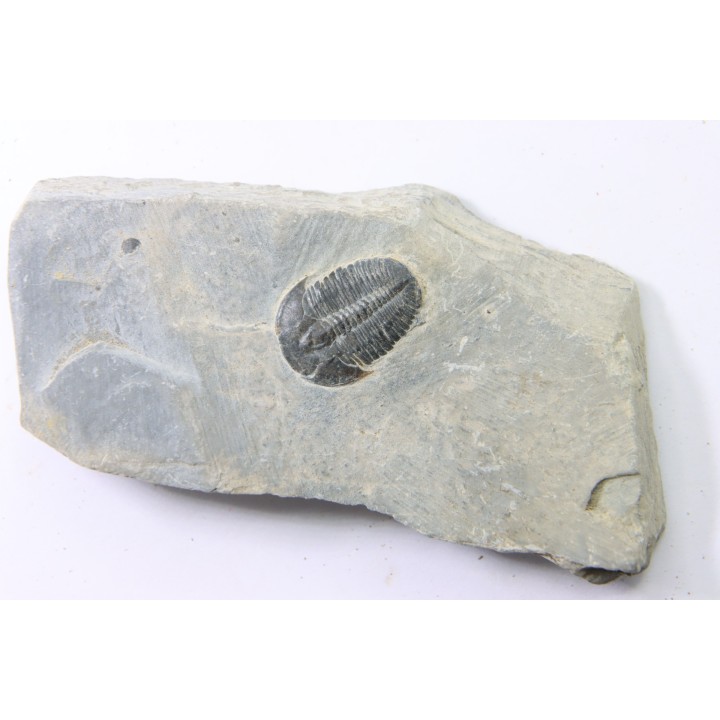ELRATHIA KINGI - Wheeler fmt - M. cambrian - Wheeler ,Utah ,USA