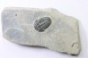 ELRATHIA KINGI - Wheeler fmt - M. cambrian - Wheeler ,Utah ,USA