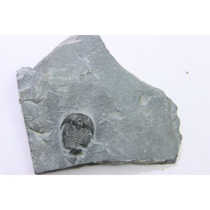 ELRATHIA KINGI - Wheeler fmt - M. cambrian - Wheeler ,Utah ,USA