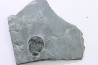 ELRATHIA KINGI - Wheeler fmt - M. cambrian - Wheeler ,Utah ,USA