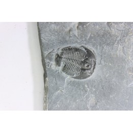 ELRATHIA KINGI - Wheeler fmt - M. cambrian - Wheeler ,Utah ,USA