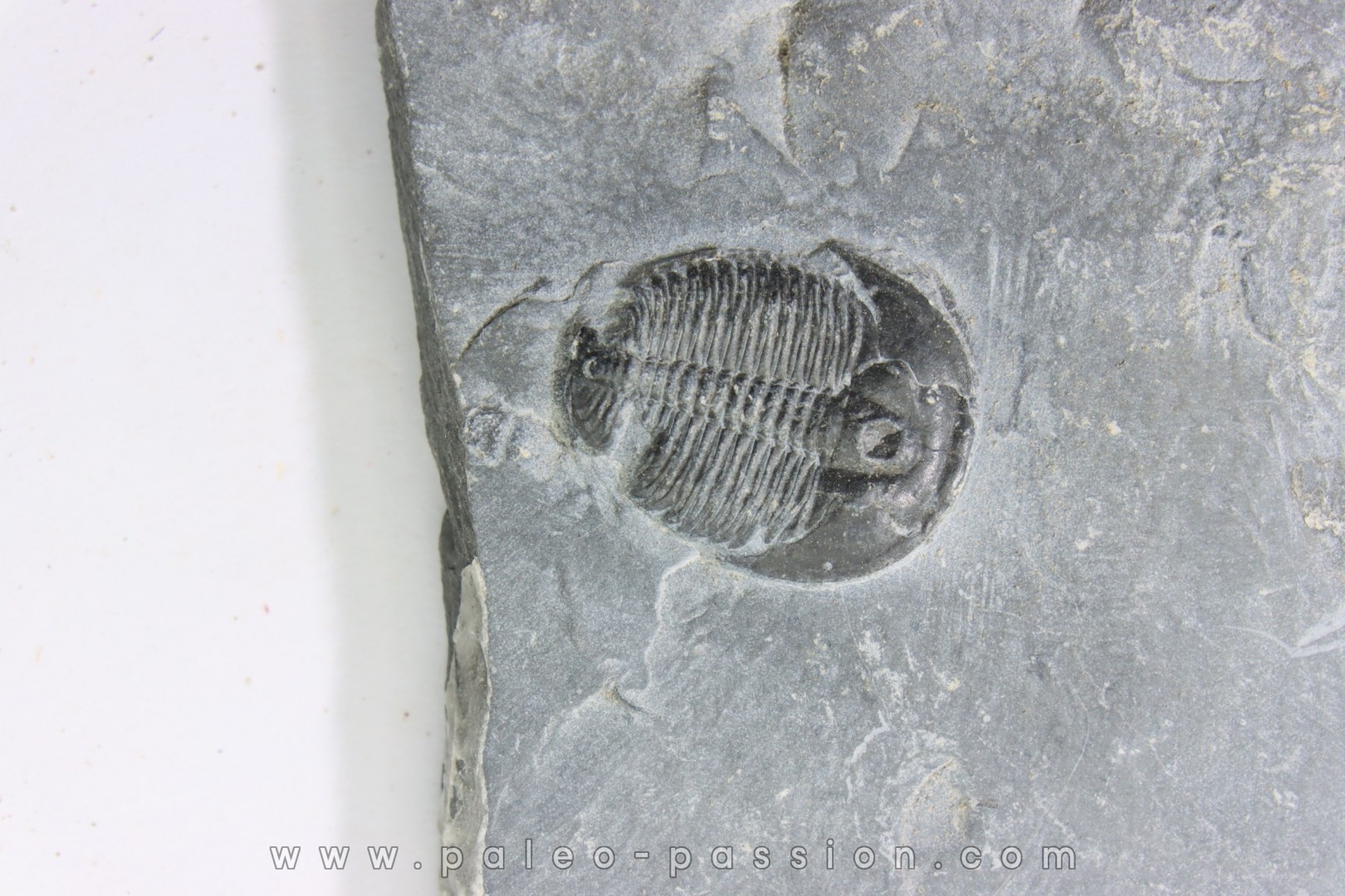 ELRATHIA KINGI - Wheeler fmt - M. cambrian - Wheeler ,Utah ,USA