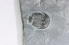 ELRATHIA KINGI - Wheeler fmt - M. cambrian - Wheeler ,Utah ,USA