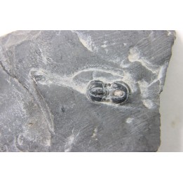 PERONOPSIS INTERSTRICTA - Wheeler fmt - M. cambrian - Wheeler ,Utah ,USA