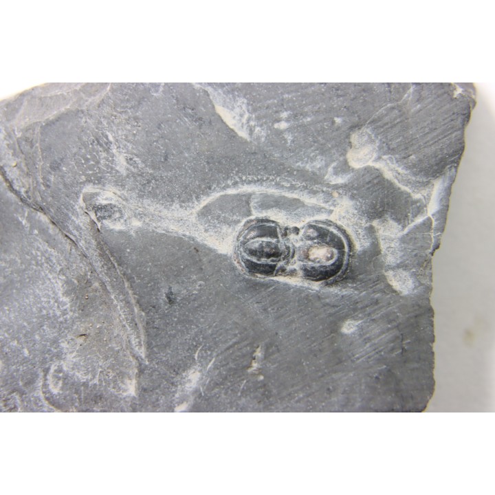 PERONOPSIS INTERSTRICTA - Wheeler fmt - M. cambrian - Wheeler ,Utah ,USA