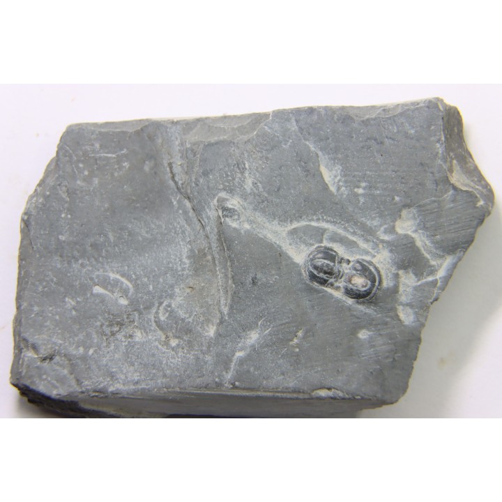 PERONOPSIS INTERSTRICTA - Wheeler fmt - M. cambrian - Wheeler ,Utah ,USA
