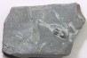 PERONOPSIS INTERSTRICTA - Wheeler fmt - M. cambrian - Wheeler ,Utah ,USA