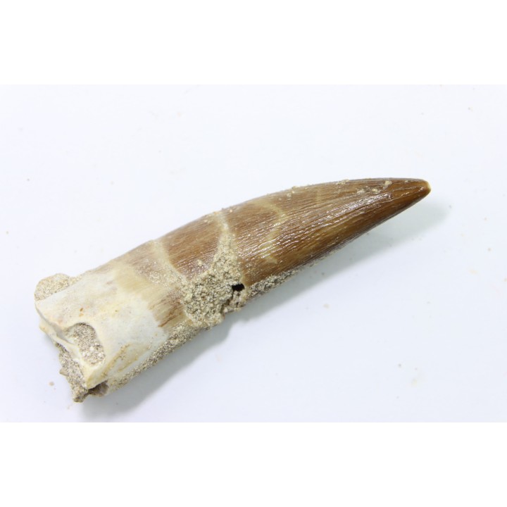dent d'elasmosaure: zarafasaura oceanis - Maestrichtian - Oued Zem, Morocco