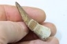 dent d'elasmosaure: zarafasaura oceanis - Maestrichtian - Oued Zem, Morocco