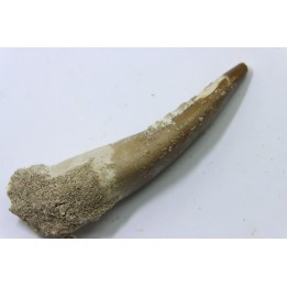 dent d'elasmosaure: zarafasaura oceanis - Maestrichtian - Oued Zem, Morocco