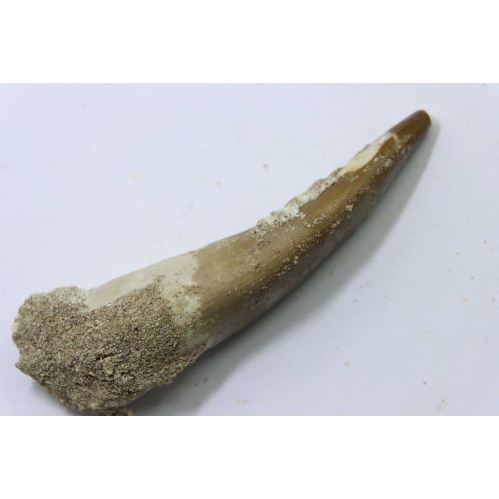 dent d'elasmosaure: zarafasaura oceanis - Maestrichtian - Oued Zem, Morocco