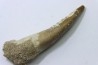dent d'elasmosaure: zarafasaura oceanis - Maestrichtien - Oued Zem, Maroc