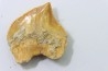 shark teeth: SQUALICORAX KAUPI (7)
