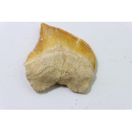 dent de requin: SQUALICORAX KAUPI - Maestrichtien - Oued Zem, Khouribga, MAROC