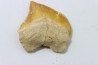 shark teeth: SQUALICORAX KAUPI (7)