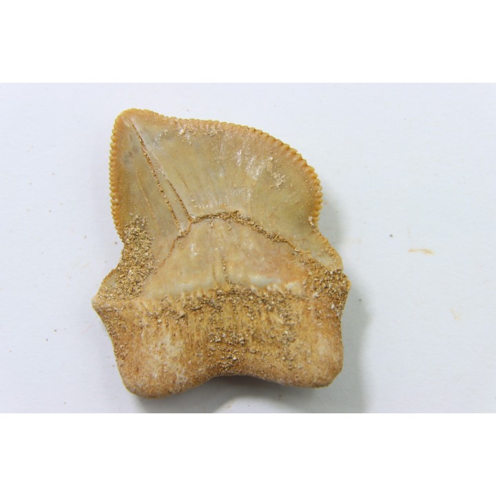 dent de requin: SQUALICORAX KAUPI - Maestrichtien - Oued Zem, Khouribga, MAROC
