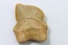 shark teeth: SQUALICORAX KAUPI (7)