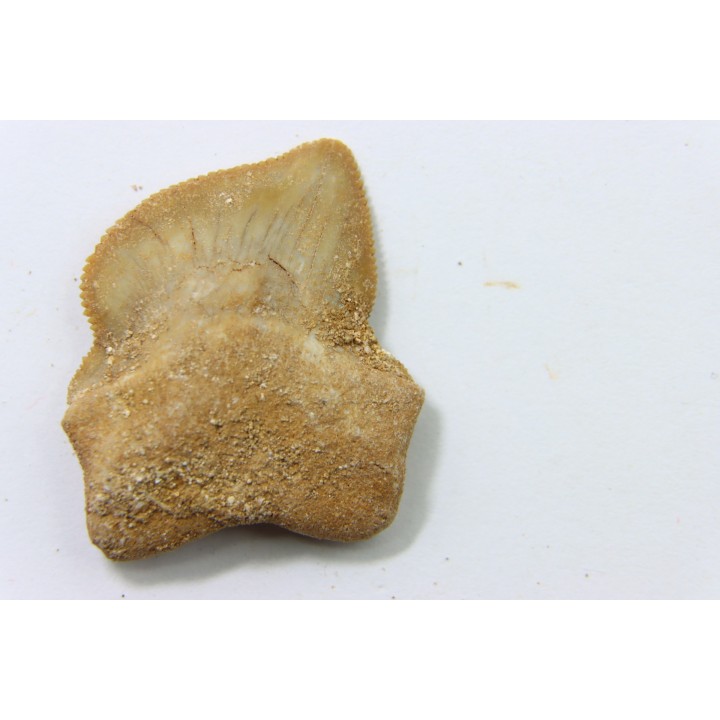 shark teeth: SQUALICORAX KAUPI (7)