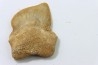 shark teeth: SQUALICORAX KAUPI (7)