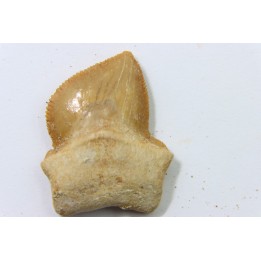 shark teeth: SQUALICORAX KAUPI (7)