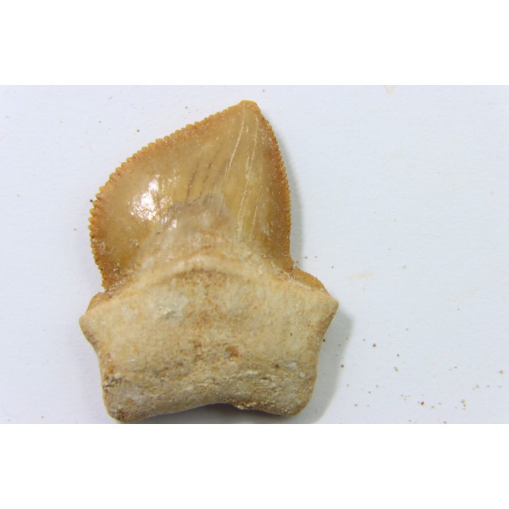 dent de requin: SQUALICORAX KAUPI - Maestrichtien - Oued Zem, Khouribga, MAROC