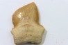 shark teeth: SQUALICORAX KAUPI (7)