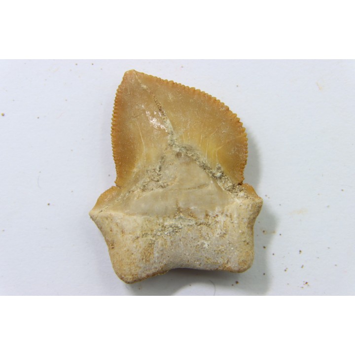 shark teeth: SQUALICORAX KAUPI (7)