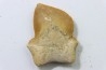 shark teeth: SQUALICORAX KAUPI (7)