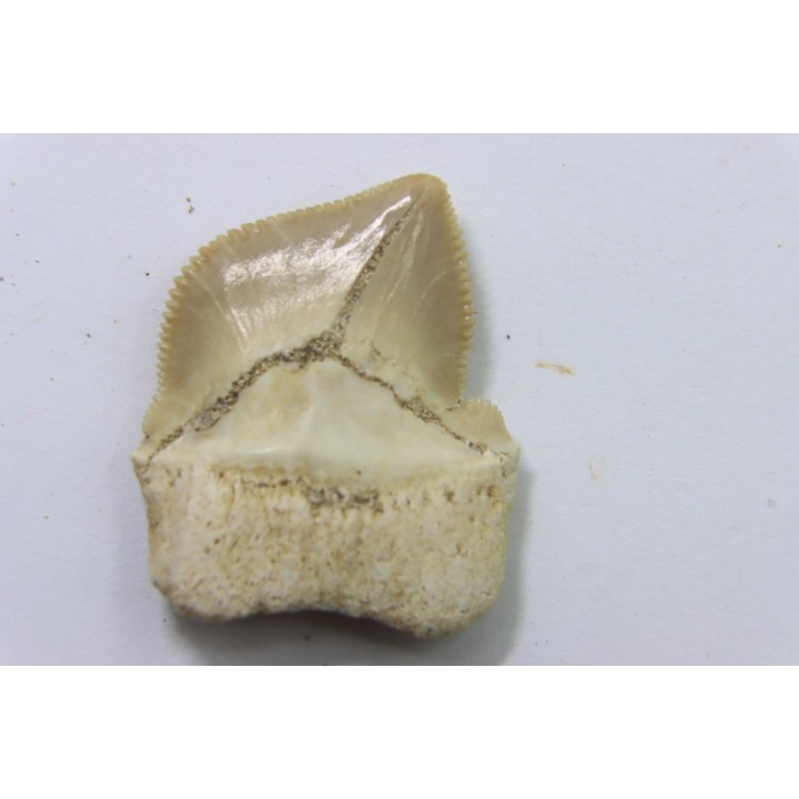 shark teeth: SQUALICORAX KAUPI (7)