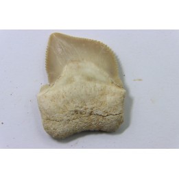 shark teeth: SQUALICORAX KAUPI (7)