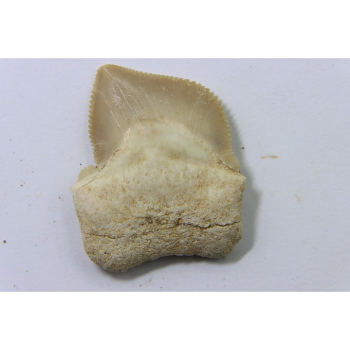 shark teeth: SQUALICORAX KAUPI (7)
