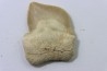 shark teeth: SQUALICORAX KAUPI (7)