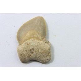 dent de requin: SQUALICORAX KAUPI - Maestrichtien - Oued Zem, Khouribga, MAROC