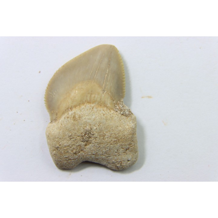 shark teeth: SQUALICORAX KAUPI (7)