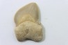 shark teeth: SQUALICORAX KAUPI (7)