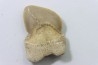 shark teeth: SQUALICORAX KAUPI (7)