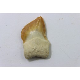 dent de requin: SQUALICORAX KAUPI - Maestrichtien - Oued Zem, Khouribga, MAROC