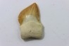 shark teeth: SQUALICORAX KAUPI (7)