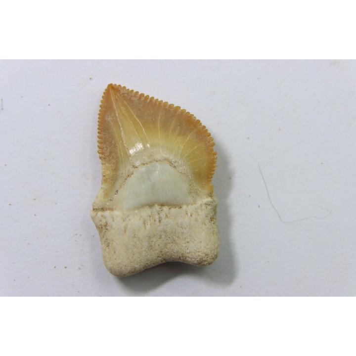 shark teeth: SQUALICORAX KAUPI (7)
