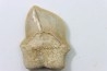 shark teeth: SQUALICORAX KAUPI (7)