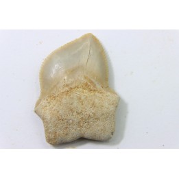 shark teeth: SQUALICORAX KAUPI (7)