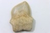 shark teeth: SQUALICORAX KAUPI (7)